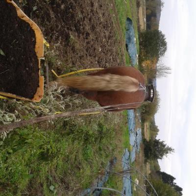 Epandage de fumier composté en traineau et à la fourche