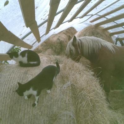 Agathe dans son abri avec les chats