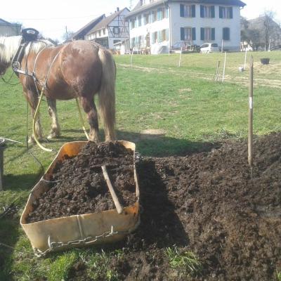 Transport de fumier composté en traineau