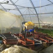 20140320 Pyramide de dynamisation utilisée en serre à plants_092643