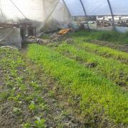 20140320 Effet du coin de la base de la pyramide sur le cresson 