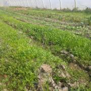 20140320 Effet du coin de la base de la pyramide sur le cresson 