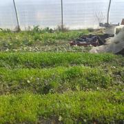 20140320 Effet du coin de la base de la pyramide sur le cresson 