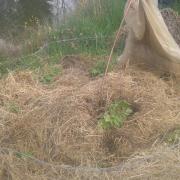 20140508 Plantation pommes de terre en tour électroculture