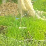 20140508 Pépinière d'oignons en tipi tour électroculture