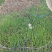 20140508 Pépinière d'oignons en tipi tour électroculture