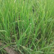 20140508 Pépinière d'oignons en tipi tour électroculture