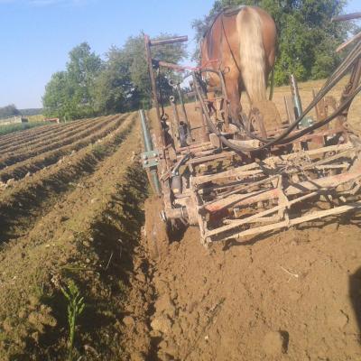 Faux semis (lame + herse)