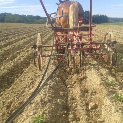 Binage des jeunes plants de pommes de terre