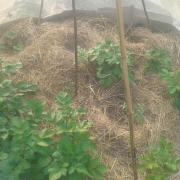 20140603 Tour électroculture sur tas de compost fumier animal