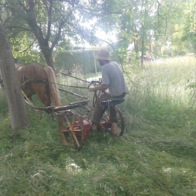 Coupe du foin à cheval