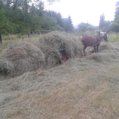 Ramassage du foin à cheval