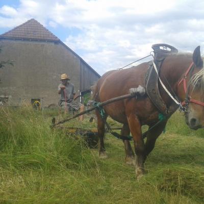 Coupe du foin