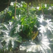 20140714 Courgette en tour electroculture