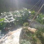 20140714 Jeunes courges en tour électroculture