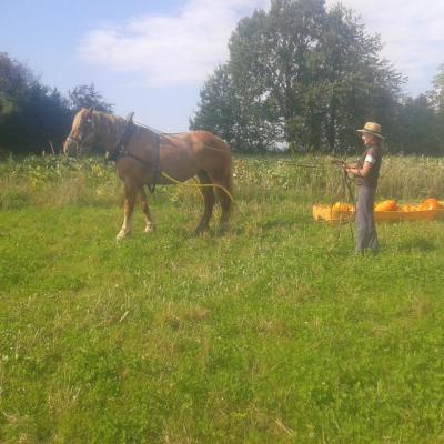 Récolte de courges enn traineau (Faverois)
