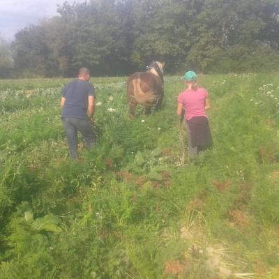 Binage de carottes déjà grandes