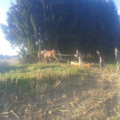 Récolte de courges en traineau