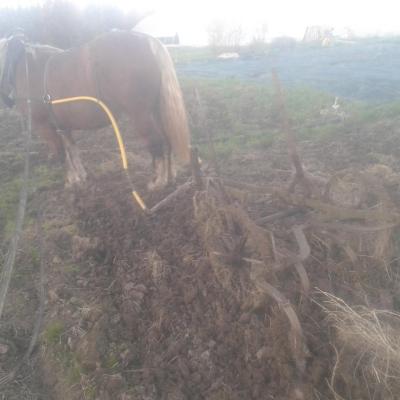 Cultivateur après labour à cheval