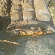 Courtilière 2016-01-26 13.48.04