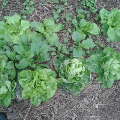 Salades et radis dans couvert de foin 2016-04-12 09.16.36