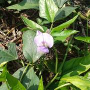 Le jardin début août