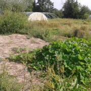 Le jardin début août