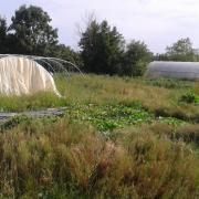 Le jardin début août