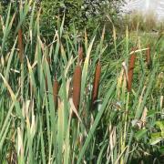 Le jardin début août