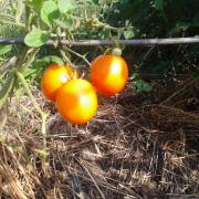 Le jardin début août