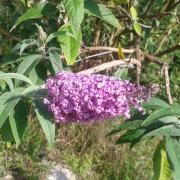 Le jardin début août