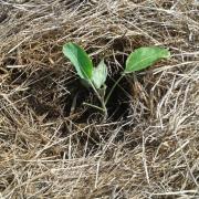 Le jardin début août