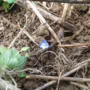 Le jardin début août