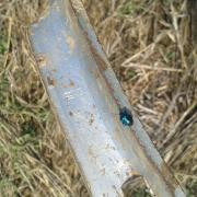 Le jardin début août