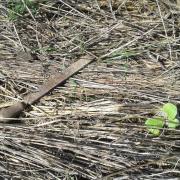 Le jardin début août