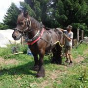 Tentative de dressage de Robin