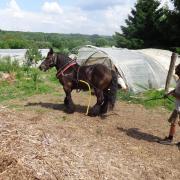 Tentative de dressage de Robin