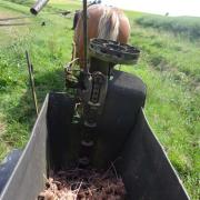 Planter des patates avec Agathe