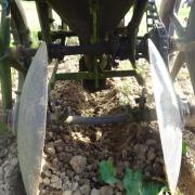 Planter des patates avec Agathe