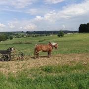 Planter des patates avec Agathe