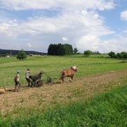 Planter des patates avec Agathe