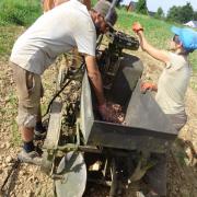 Planter des patates avec Agathe