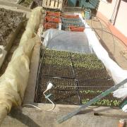 2010 Plants de légumes de la première année