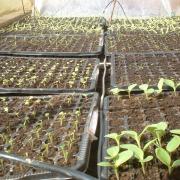 2010 Plants de légumes de la première année