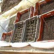 2010 Plants de légumes de la première année