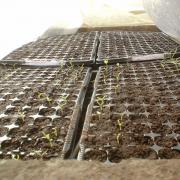 2010 Plants de légumes de la première année