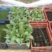 Plants d'artichauts prêts à êtres plantés