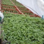 Plants de tomates