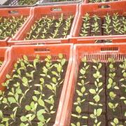 Jeunes plants d'aubergine