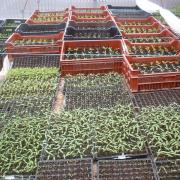 Jeunes plants